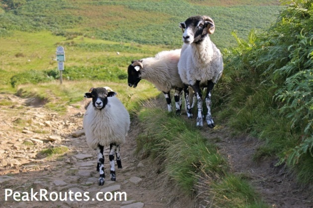 Sheep near Slippery Stones