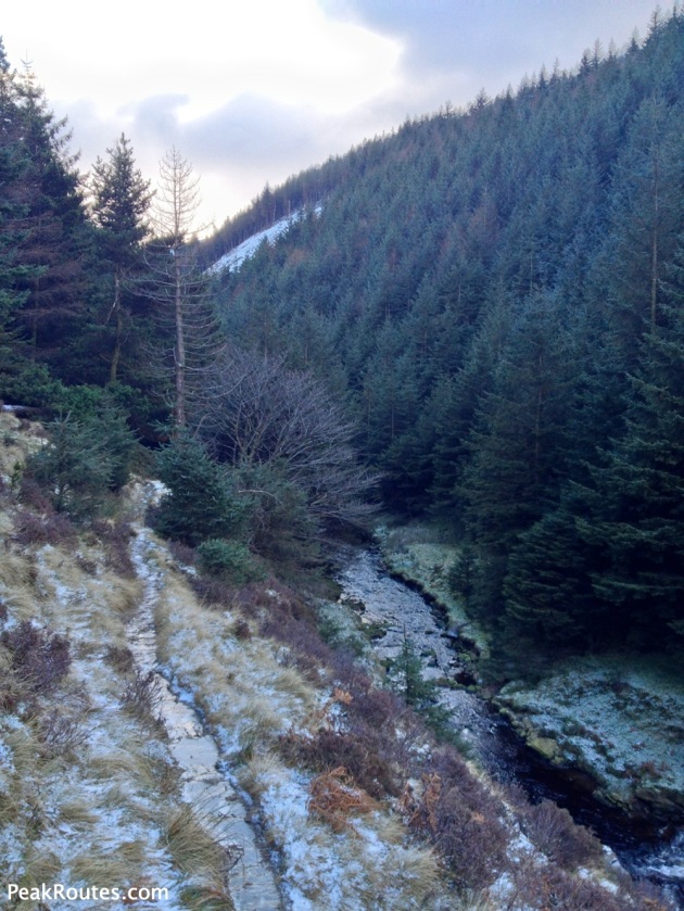 Lady Clough Forest